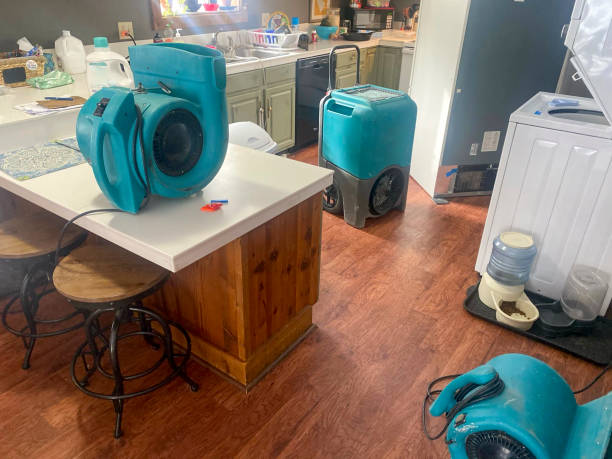 Best Mold removal after water damage  in Bridgeville, DE